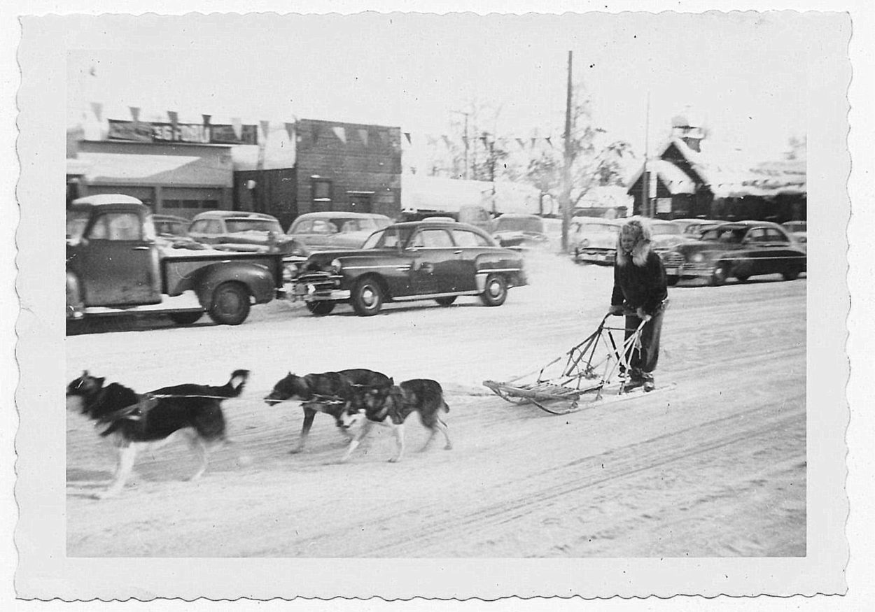 sled dogs downtown