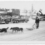 sled dogs downtown